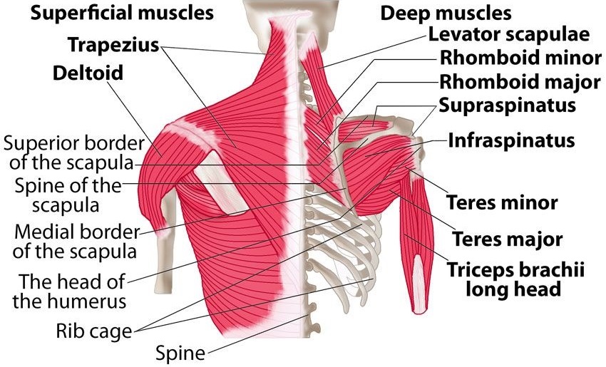 20 תרגילי פיזיותרפיה שיעשו את ההבדל » פיזיותרפיה.פלוס
